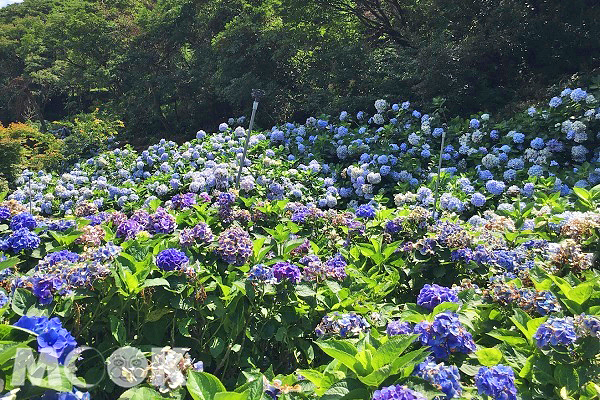滿山遍野的繡球花朵朵綻放，淡紫色花海十分浪漫 (圖片提供／wenlinchen)