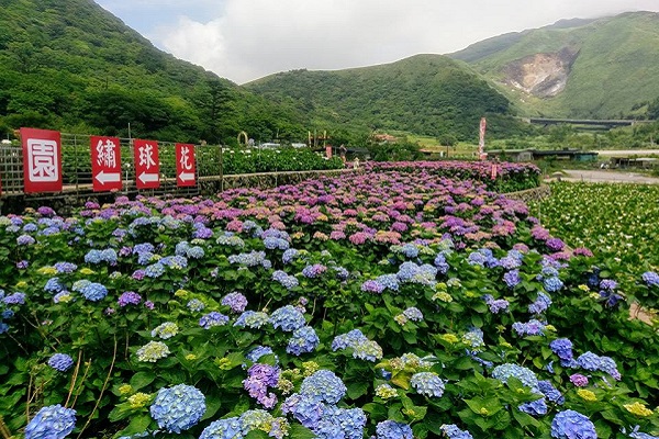 大賞園繡球花 (圖／大賞園繡球花)