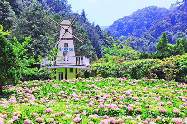 杉林溪繡球花海 (圖／愛上杉林溪)