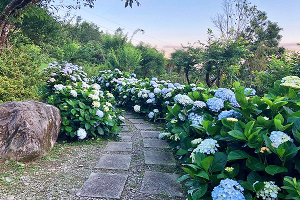 青山農場繡球花步道 (圖／青山農場)