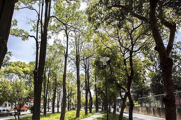 新竹綠園道。(圖／新竹市政府)