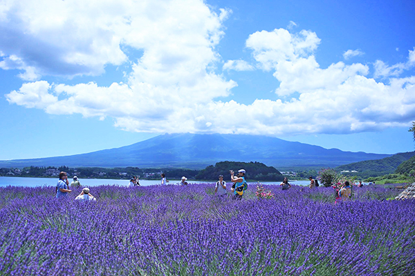 大片紫色花毯搭配富士山美景
