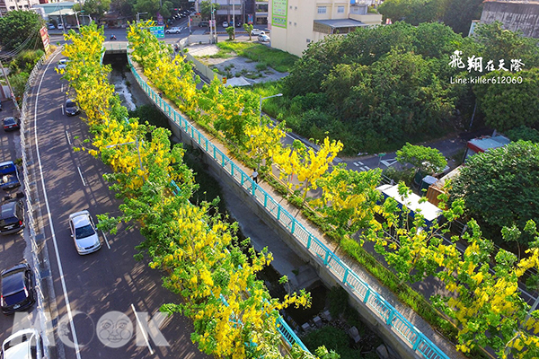 南投阿勃勒大道