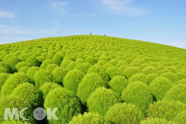 茨城縣「日立海濱公園」的大花海掃帚草在七至九月呈現綠色，十分可愛。（圖／茨城縣政府）