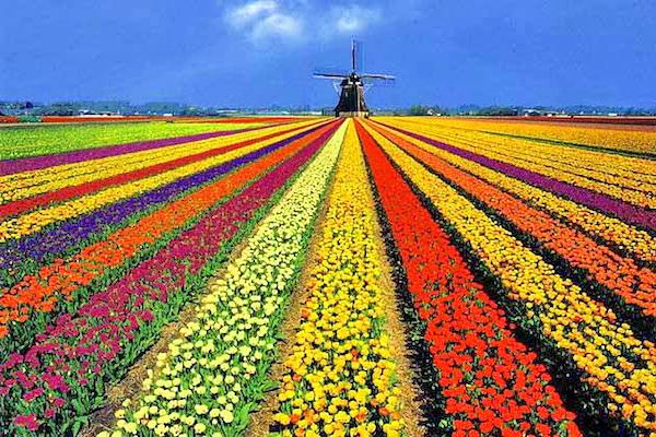 荷蘭代表美景風車與鬱金香 (圖／Lostinmylittleworld)