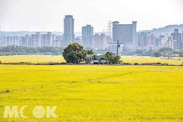 關渡平原為台北難得的大片水稻田 (圖片提供／j_h_ye)