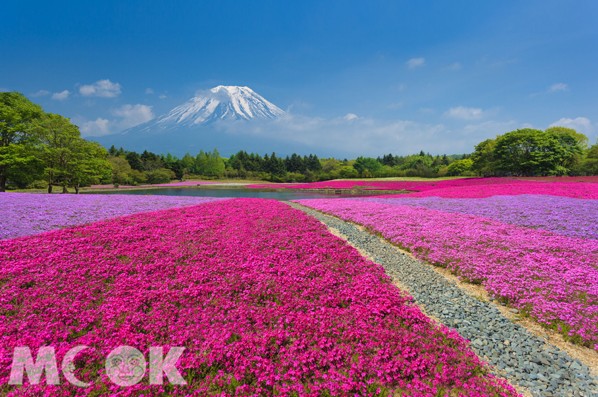 到日本不僅能到東京好好享受都會風光，近郊富士山美景也是許多哈日族的最愛。