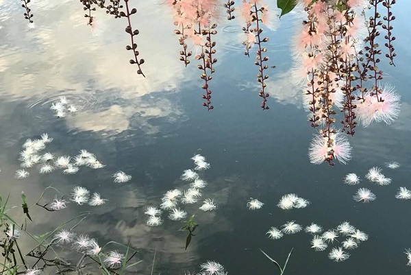 穗花棋盤腳（水茄苳）正值花期綻放後飄落於河流上形成如雪花般美景。（圖／宜蘭勁好玩）