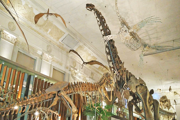 國立臺灣博物館恐龍化石 (圖／國立臺灣博物館)