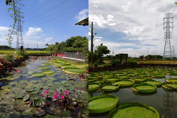 桃園觀音鄉的康莊蓮園每年皆開放大王蓮供旅客乘坐體驗。（圖／康莊蓮園）