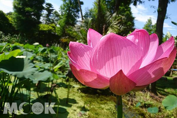 每年至夏日時期，大朵蓮花滿開池塘，形成大片花海美景。(圖／桃園市政府)