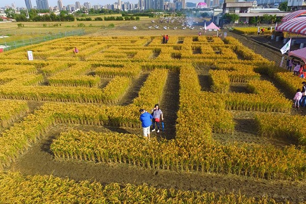 不少攝影愛好者也爭相前來拍照取景。（圖／竹東地區農會）