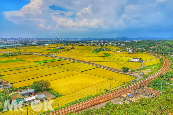 鄭漢步道俯瞰金黃稻田美景 (圖片提供／sue711212)