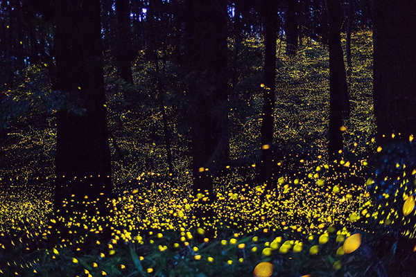 金色螢火蟲宛如銀河！日本夏季夢幻必訪景點