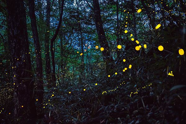 成千上萬的姬螢帶著金色光點在黑暗中飛舞 (圖／新見市観光協会)