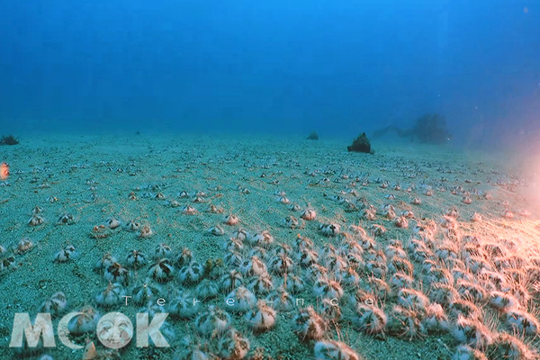 若一個海域出現大量海膽群聚，代表這片海域很健康