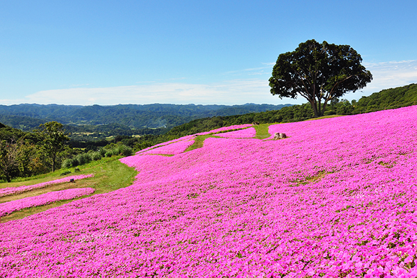 母親牧場花海 (圖／マザー牧場)