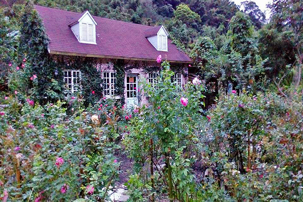 被玫瑰花海包圍的咖啡館 (圖／Rose Valley 玫瑰山谷)