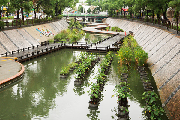 中港大排的靜態水生植物展現區 (圖／新北市政府)