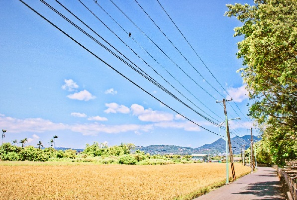 台北也能賞稻浪 美麗田園風光掀IG打卡熱
