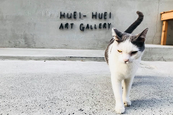 貓館長灰灰是許多人除了看展外道美術館的原因之一。 (圖／灰灰基地美術館)