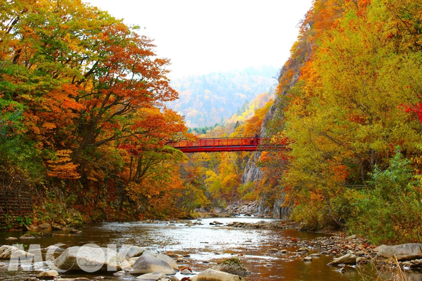 「二見吊橋」每逢秋季吊橋兩側將被漫山遍野的紅葉包圍。(圖片提供/樂天旅遊，以下同)