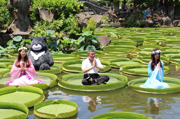 大王蓮奇景受路透IG青睞 雙溪公園大王蓮恐成絕響