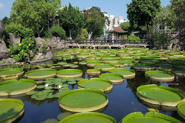 每逢八月雙溪公園大王蓮壯麗葉片形成特殊美麗的景觀。(圖／台北市政府)