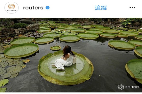 雙溪公園大王蓮乘坐體驗奇景受到國際媒體路透社Instagram轉載。(圖／路透社reuters)