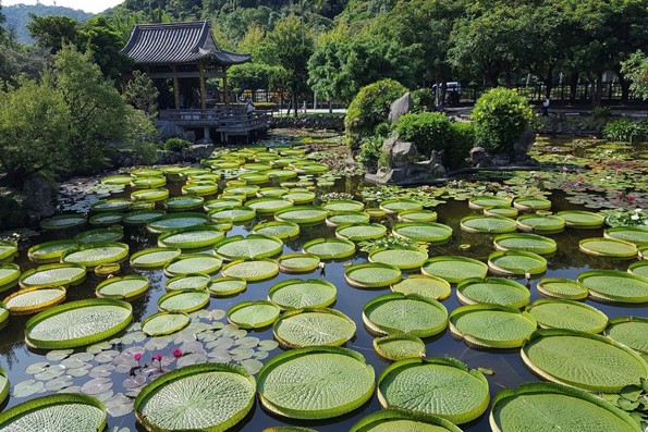 大王蓮搭配典雅的江南風中式庭園造景，美景如詩。