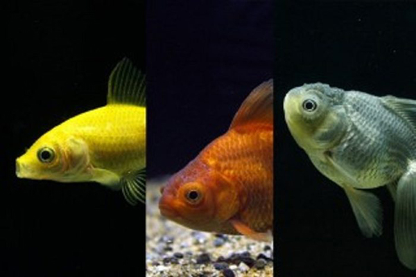 也展示很多顏色、型態特別的金魚。