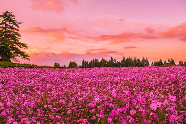 美麗的波絲菊花海，夕照時分更添夢幻。(圖／福壽山農場，以下同)