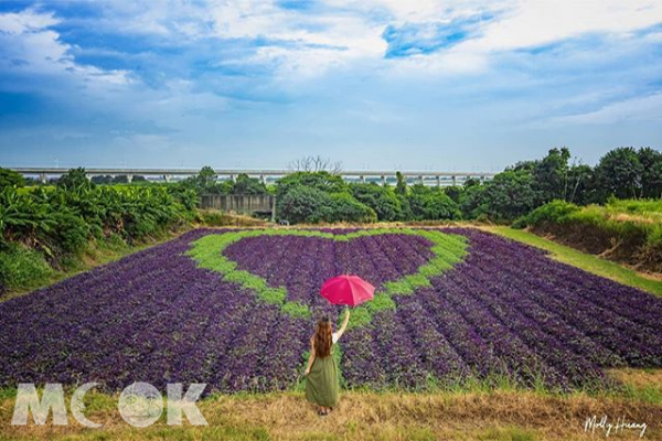 心型景點+1！600坪愛心田IG打卡新景點