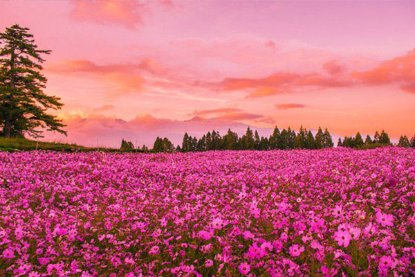 桃紅色嬌豔的波斯菊海，天邊火紅夕下時分更添夢幻。(圖／福壽山農場)