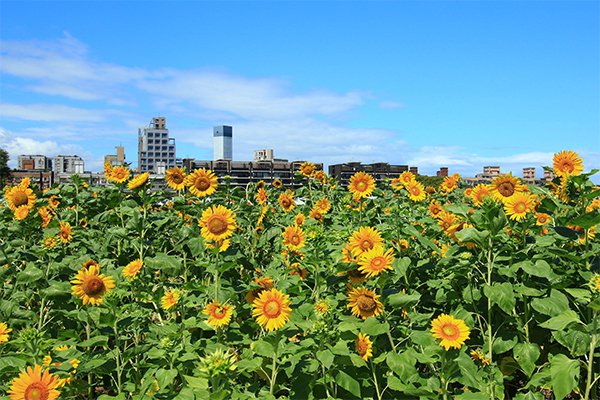 欣賞向日葵花海同時也能一覽台北市的天際線。(圖／台北市政府)