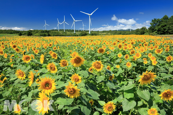 「郡山布引高原」周遭設立著日本最大規模的風力發電風車，夏日向日葵花季剛結束，秋天波斯菊花海即將盛放。（圖/樂天旅遊)