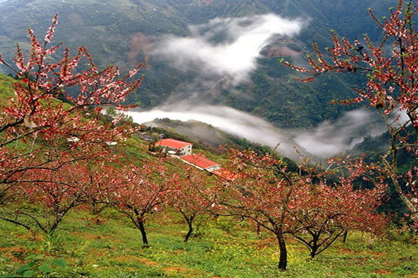 觀霧森林山坡上的景色美不勝收 (圖／福壽山農場)