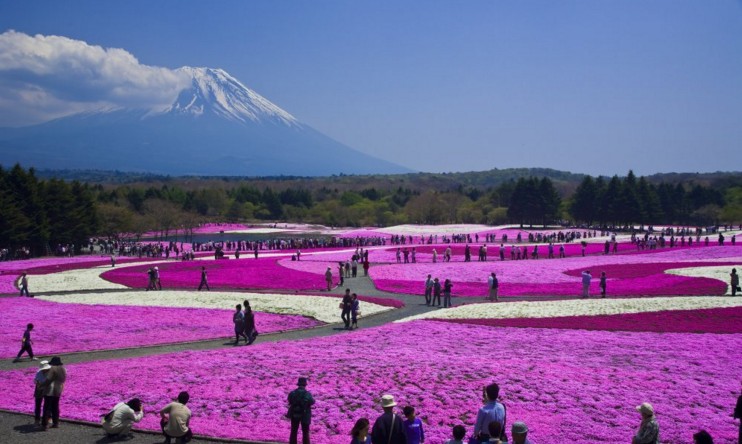 在富士芝櫻的粉色世界能欣賞富士山二合目。(圖片提供／H.I.S.)