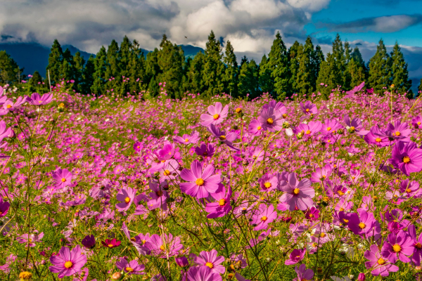 盛開的波斯菊花海，美不勝收 (圖／福壽山農場，以下同)