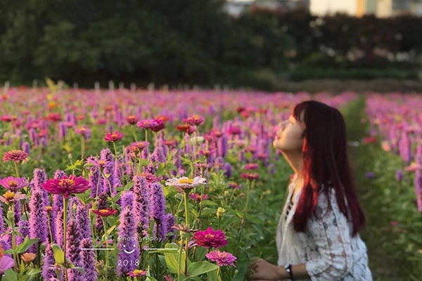 浪漫的紫色貓尾花海中，還有穿插著幾朵鮮艷波斯菊。(圖／dorisun_pic1997)