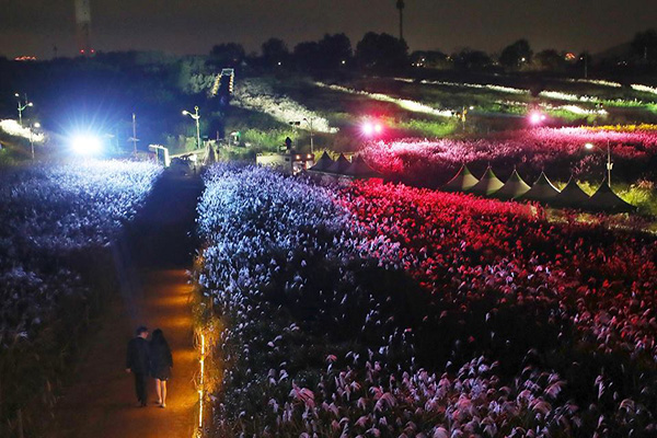 五光十色的紫芒花海夜景。