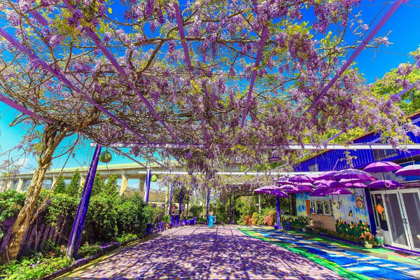 噢哈娜咖啡屋盛開的紫藤花是民眾爭相拍照的熱門景點。 (圖／噢哈娜咖啡屋)