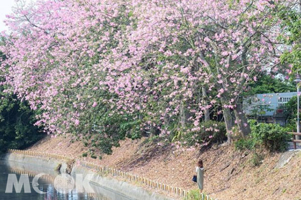 位於彰化北斗的河濱公園，美人樹粉嫩嬌豔。 (圖／bb211019)
