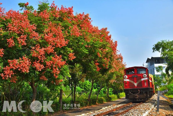 阿里山林鐵的台灣欒樹也不落楓後，鮮紅嬌豔。