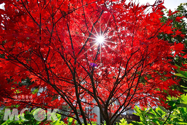 賞楓不必飛京都！絕美日本楓紅美景在台灣