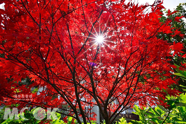 林管處阿里山工作站前鮮紅的日本楓葉。 (圖／漫步在雲端的阿里山)