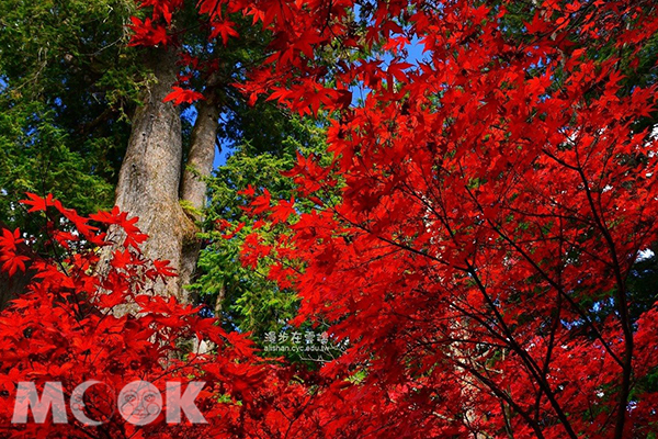 林管處阿里山工作站前鮮紅的日本楓葉。 (圖／漫步在雲端的阿里山)
