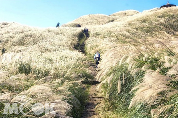 陽明山國家公園內的冷水坑步道有著遍野的芒草花海(圖／yin4881)