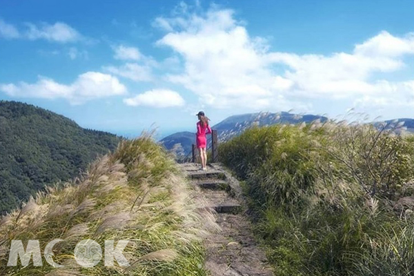 除了陽明山，淡水、三芝也都看得見白背芒的蹤跡(圖／yin4881)