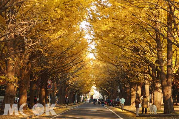 北海道大學銀杏大道的最佳觀賞期為10月下旬至11月上旬